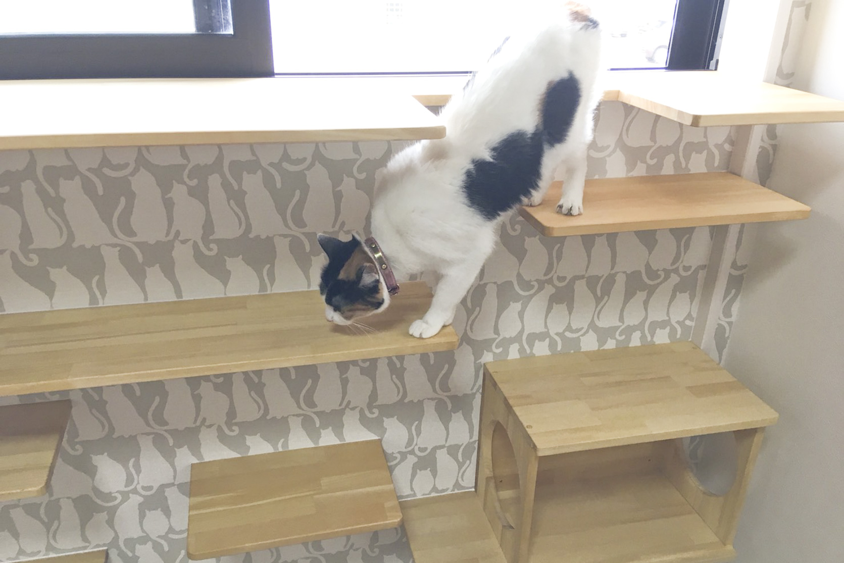 施工事例「余計な窓をふさいで猫ステップを設置。ペットと家族が笑顔になれるリビングへ」